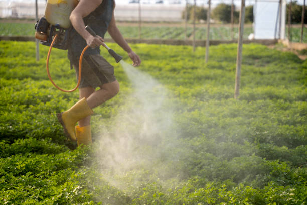 Best Best Pest Control Companies  in Castroville, TX