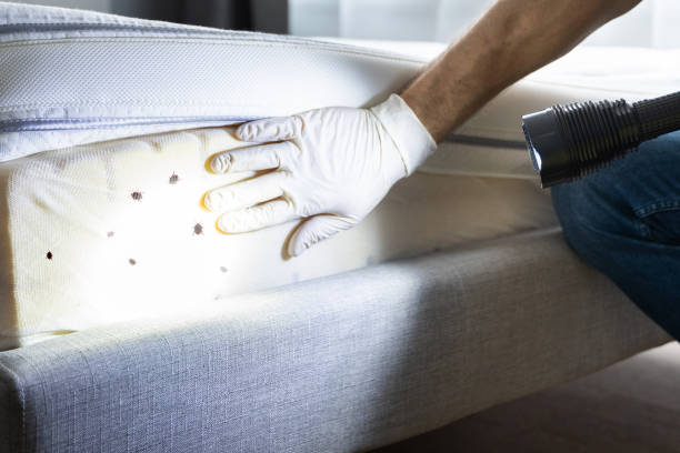Best Termite Control Services  in Castroville, TX