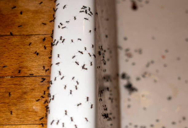 Best Spider Control Near Me  in Castroville, TX