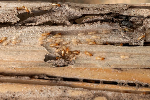 Best Wasp Removal Services  in Castroville, TX